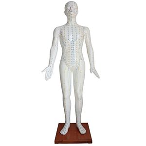 Acupuncture Model 178CM